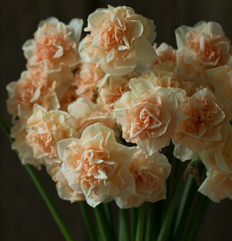 Daffodil bulb: Flower Surprise