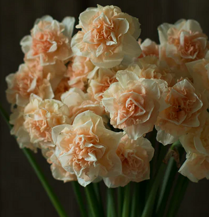 Daffodil bulb: Flower Surprise