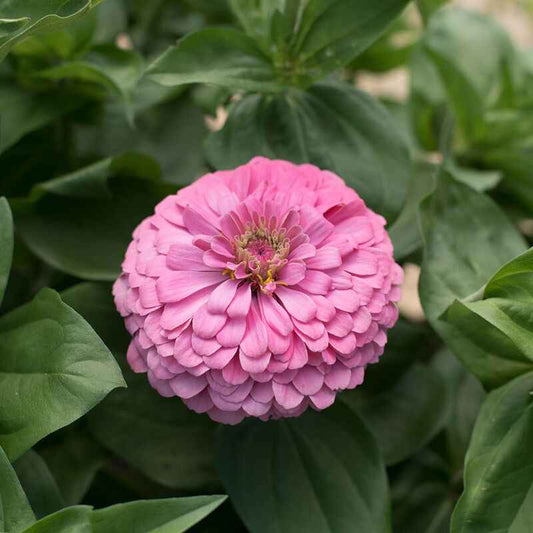 PREORDER:‎ Flower Plant:‎ Zinnia - Benary's Giants - Sugar Moon Gardens