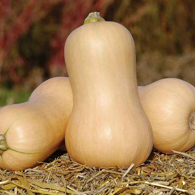 Veg Plant: Winter Squash Seedlings