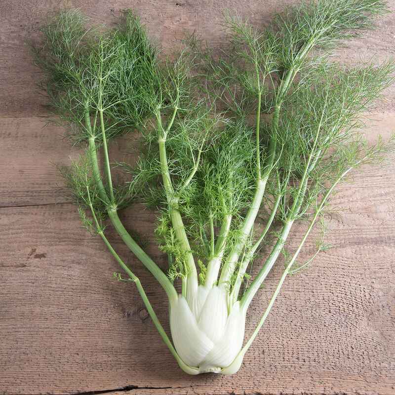 PREORDER:‎‎ Veg Plant:‎‎ Fennel seedlings - Sugar Moon Gardens