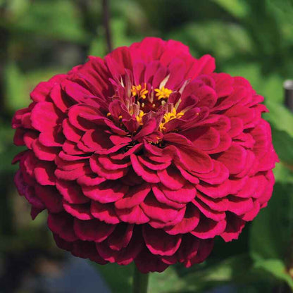 Plant: Zinnias: Proven Favorites - 1 per pot