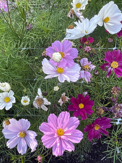 PREORDER:‎ Flower Plant:‎ Cosmos 3-pack