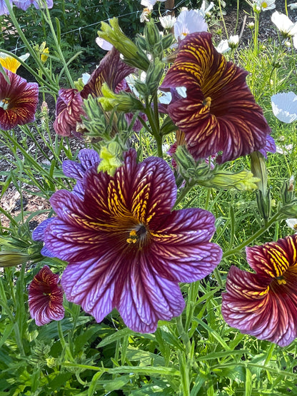 Seeds:‎ Salpiglossis Superbissima OP