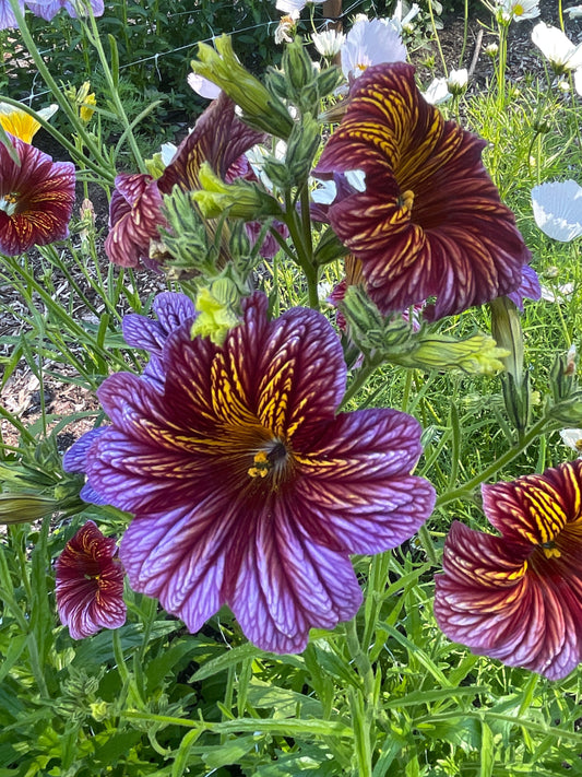 Seeds:‎ Salpiglossis Superbissima OP