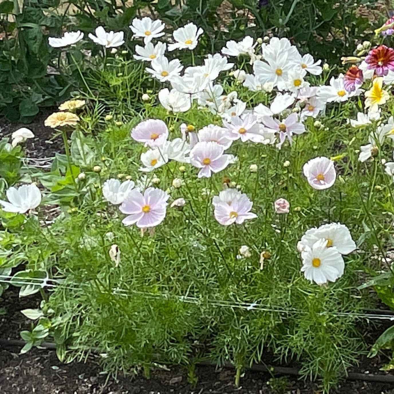 Seeds:‎ Cosmos - Cupcakes Mix