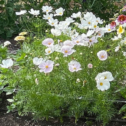 Seeds:‎ Cosmos - Cupcakes Mix