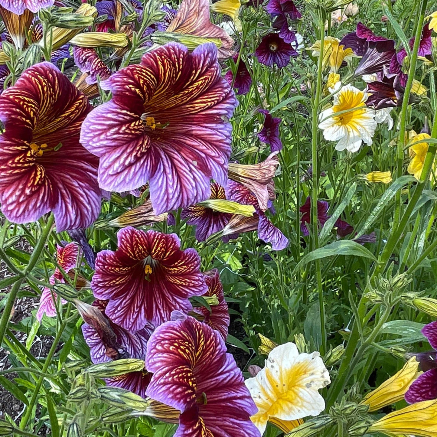 painted tongue flower seeds Seeds: Salpiglossis Superbissima OP – Sugar Moon Gardens