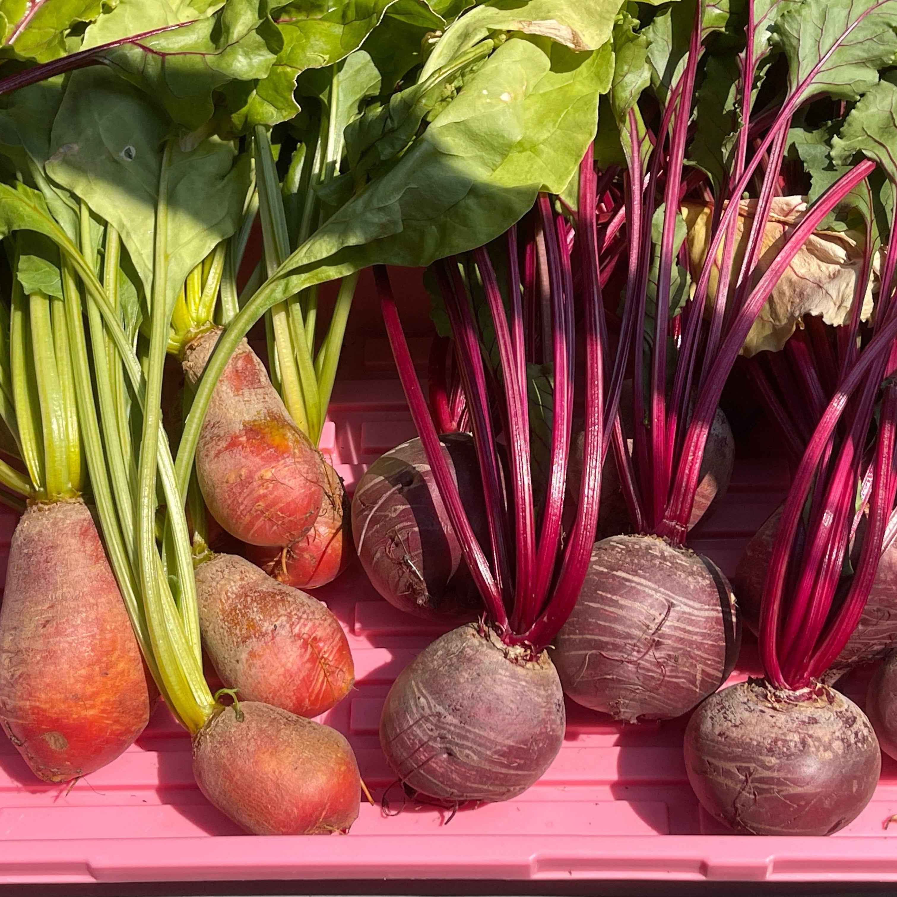 Veg Plant: Beet seedlings