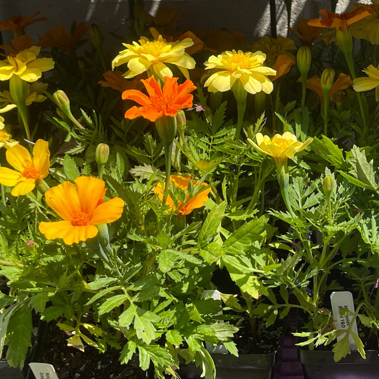 PREORDER: Flower Plant:‎ French Marigold seedlings (4-pack)