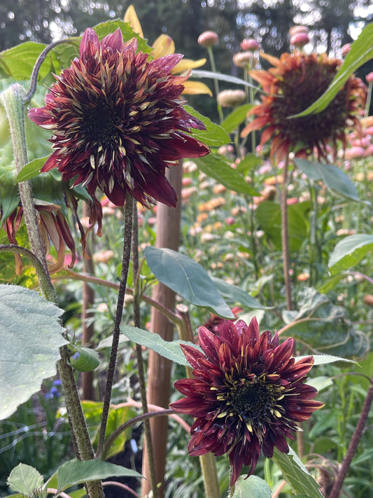 Seeds:‎ Single Sunflower #2 OP