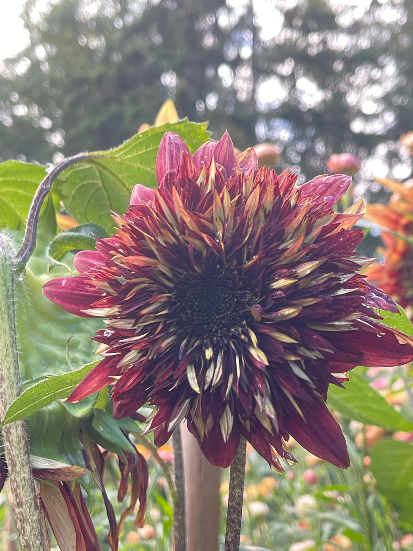 Seeds:‎ Single Sunflower #2 OP