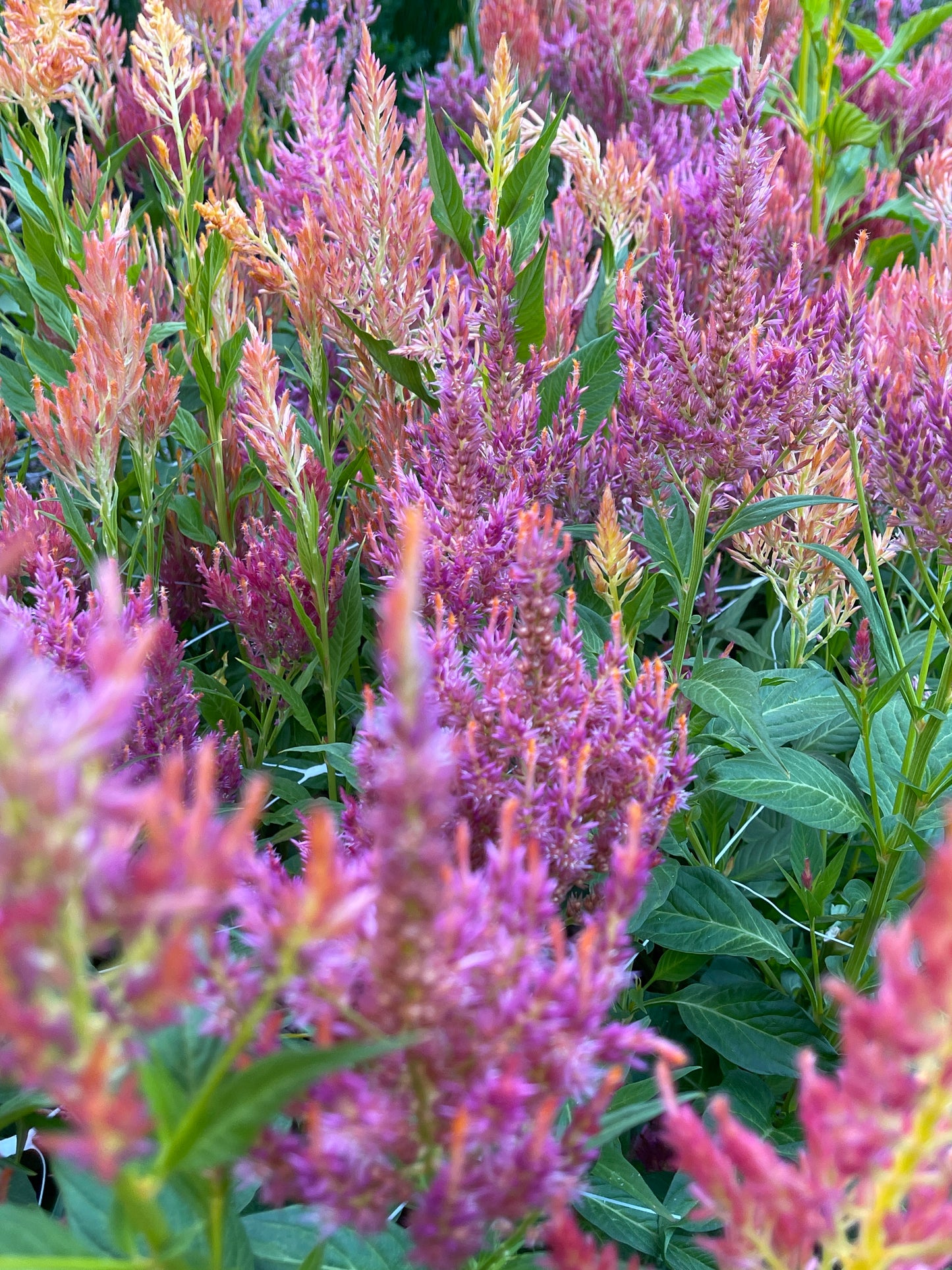 PREORDER:‎ Flower Plant:‎ Celosia 6-pack