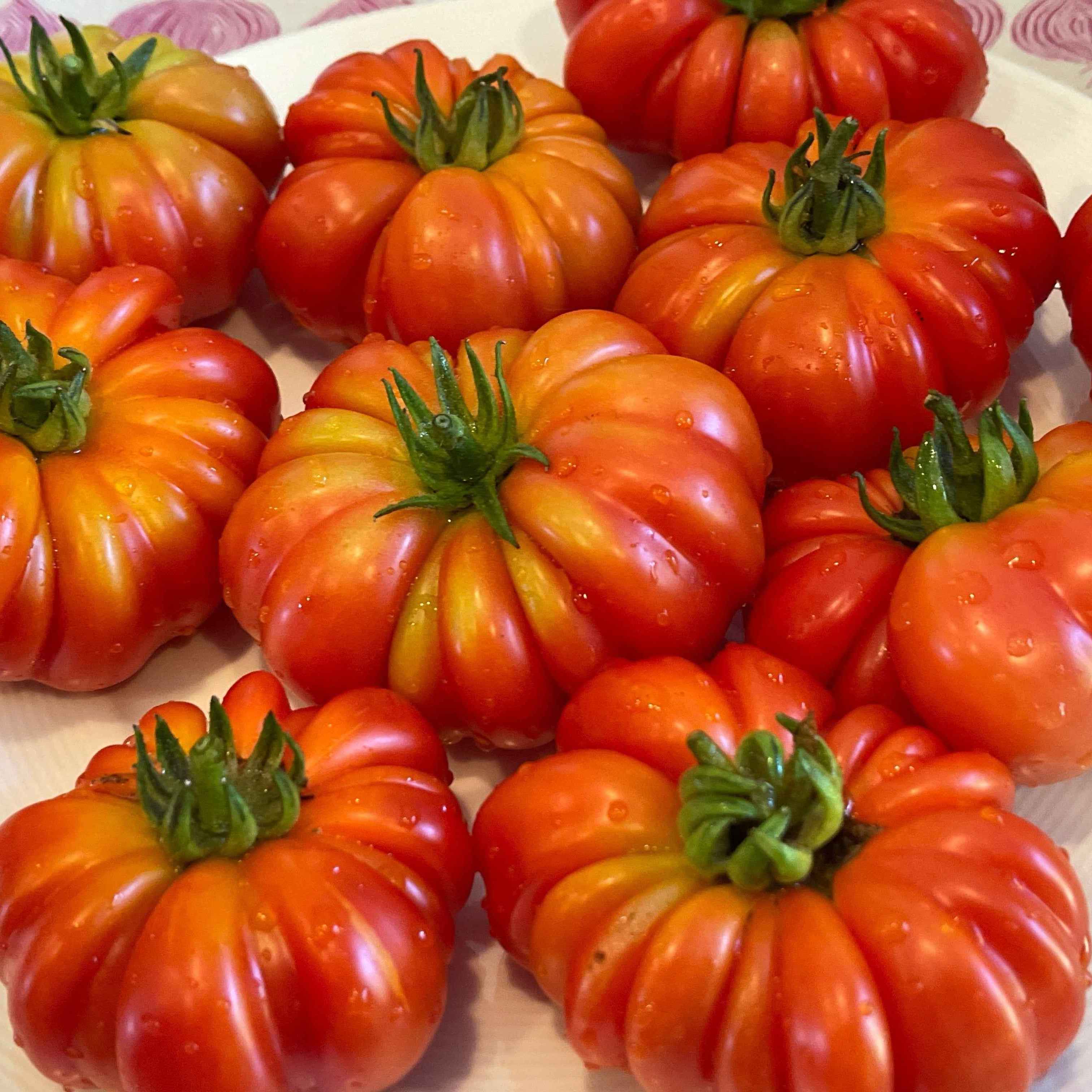 Veg Plant: Tomato - Tried & True collection