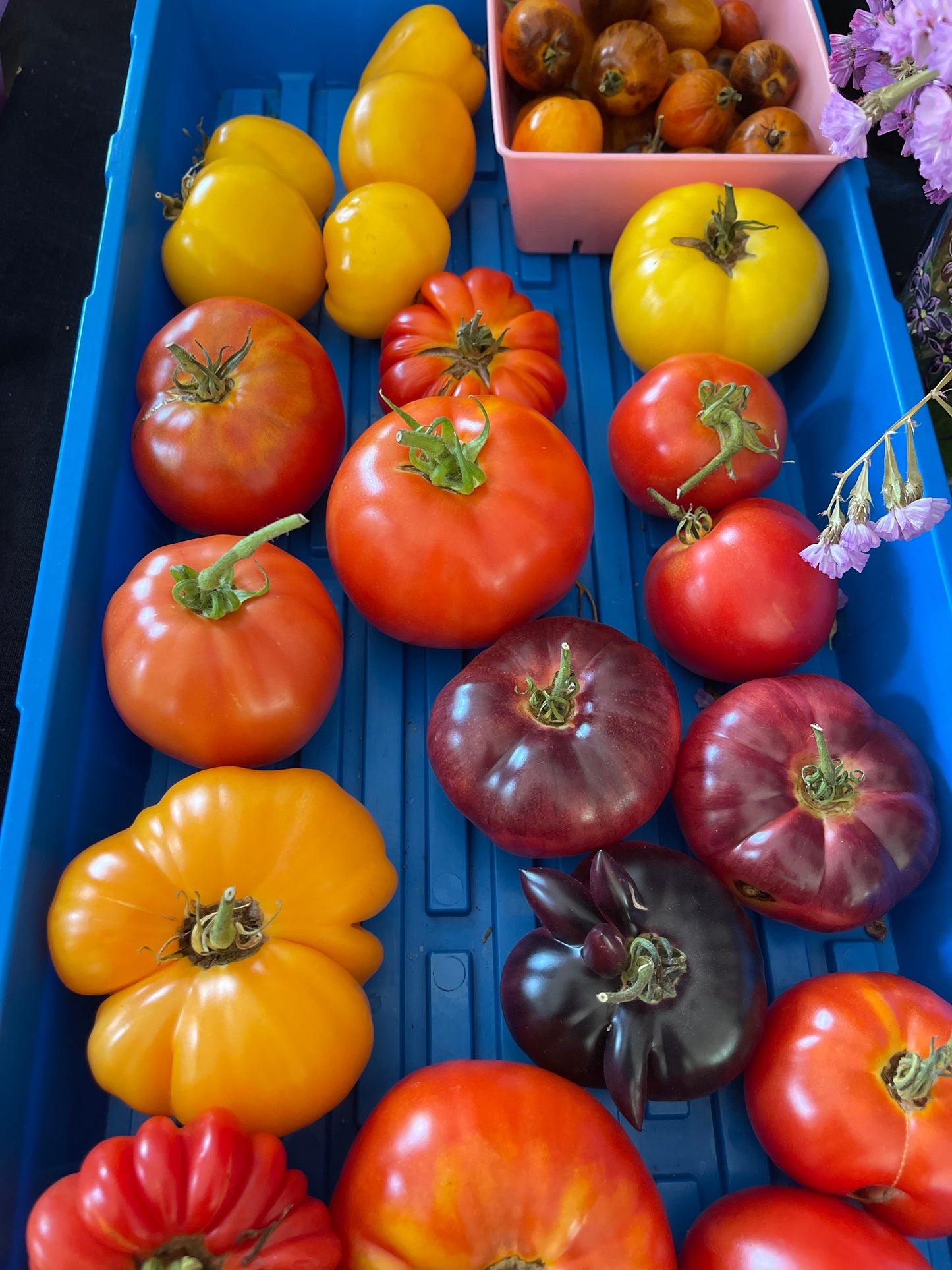 Seeds:‎‎ Tomato - Costoluto Genovese