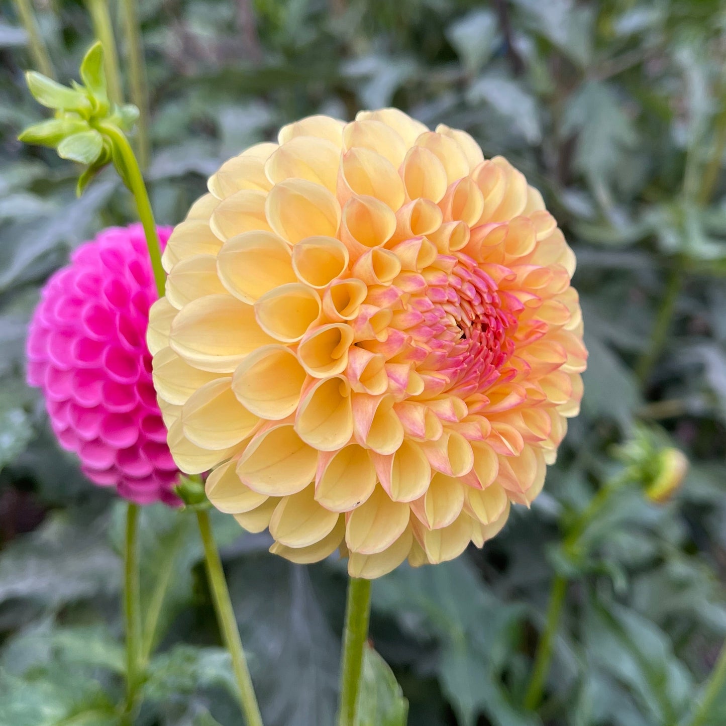 Dahlia Tuber: Suncrest - Sugar Moon Gardens
