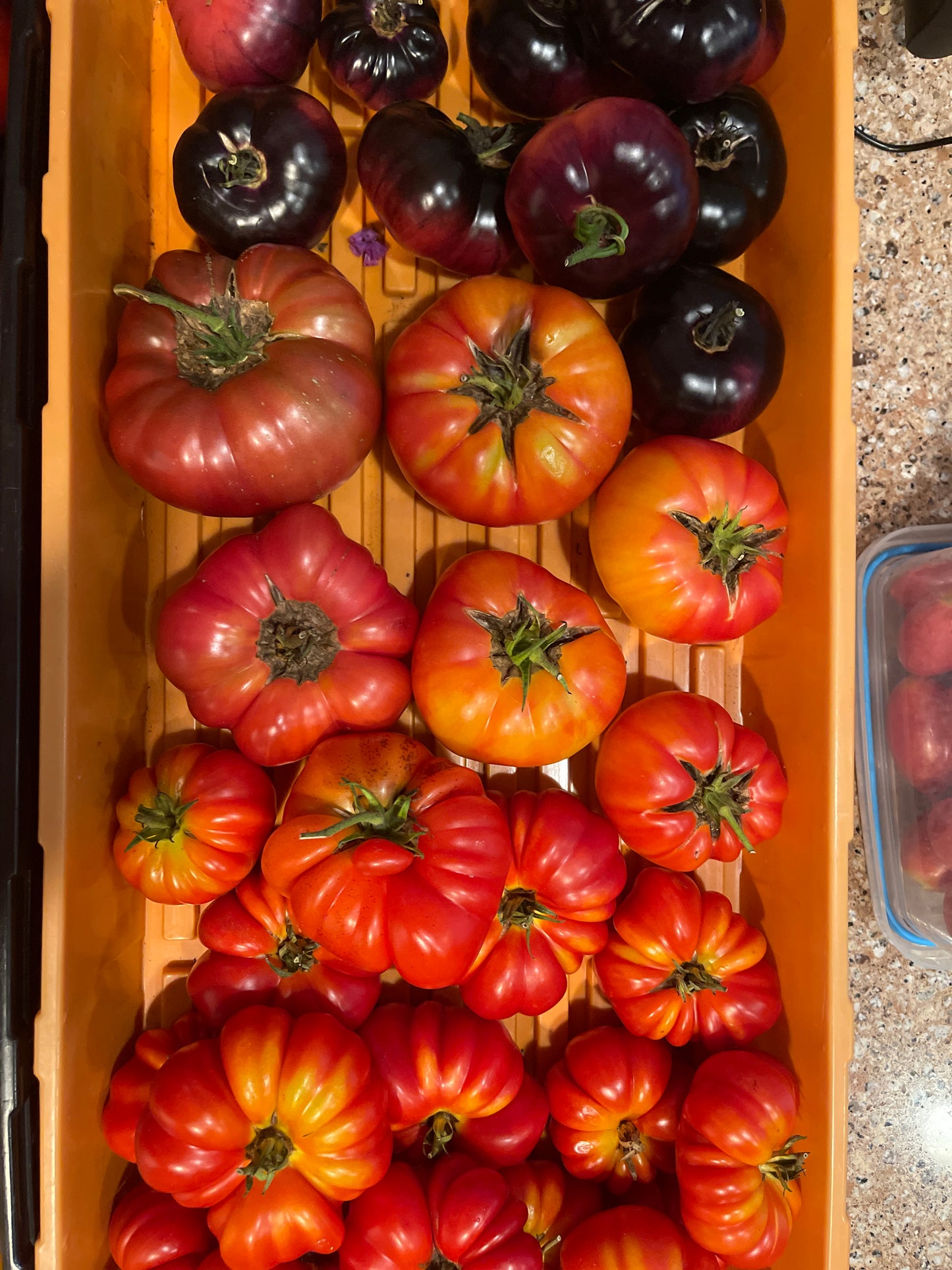 Seeds:‎‎ Tomato - Costoluto Genovese
