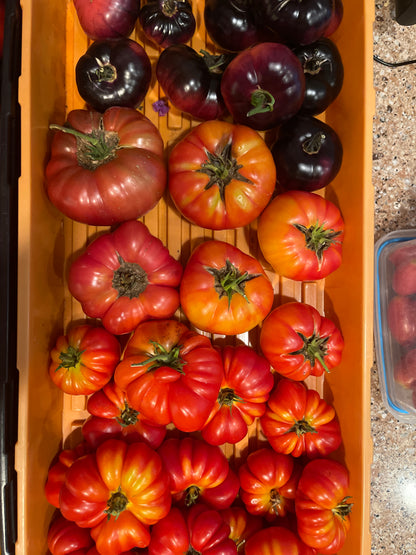 Seeds:‎‎ Tomato - Costoluto Genovese