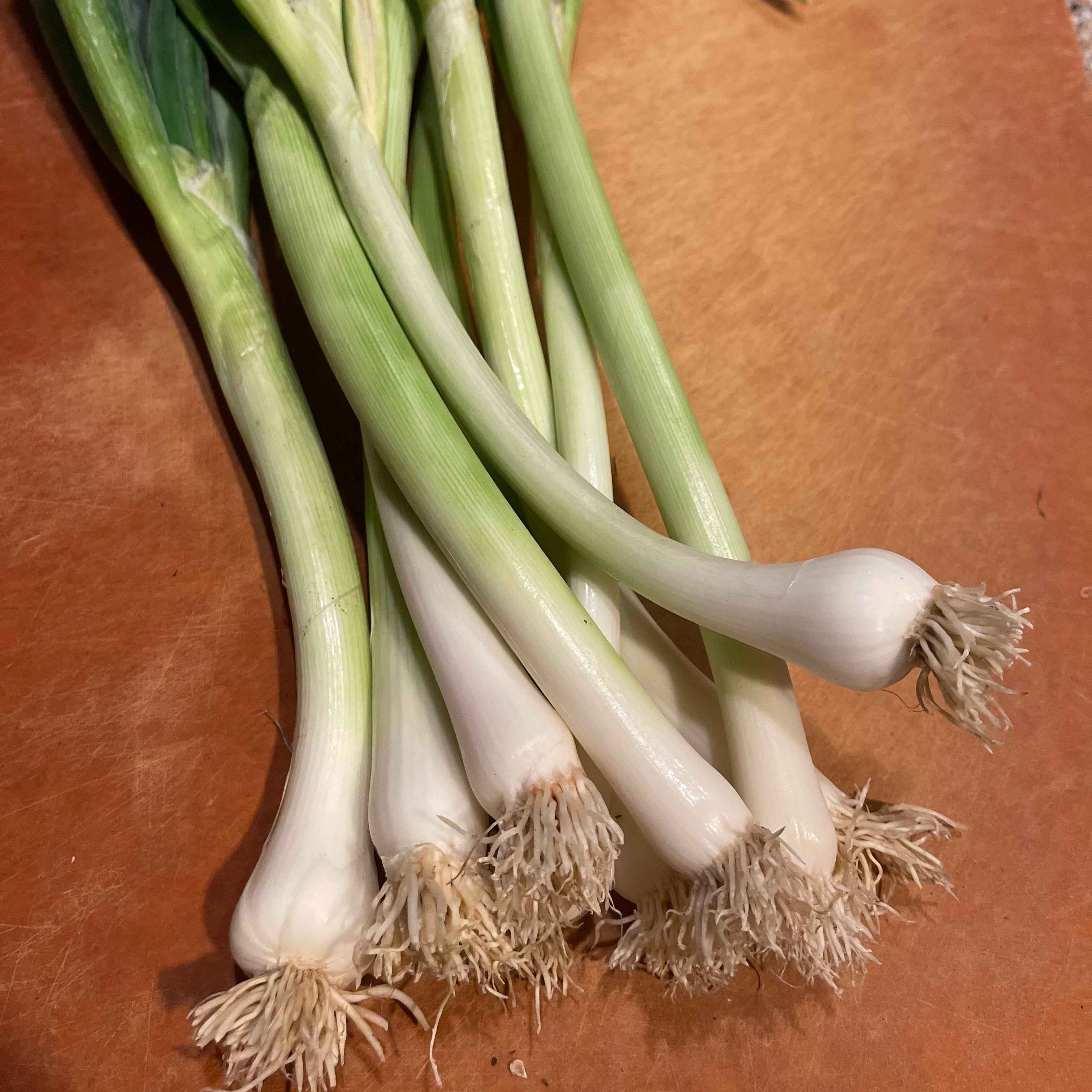 Veg Plant: Leek seedlings