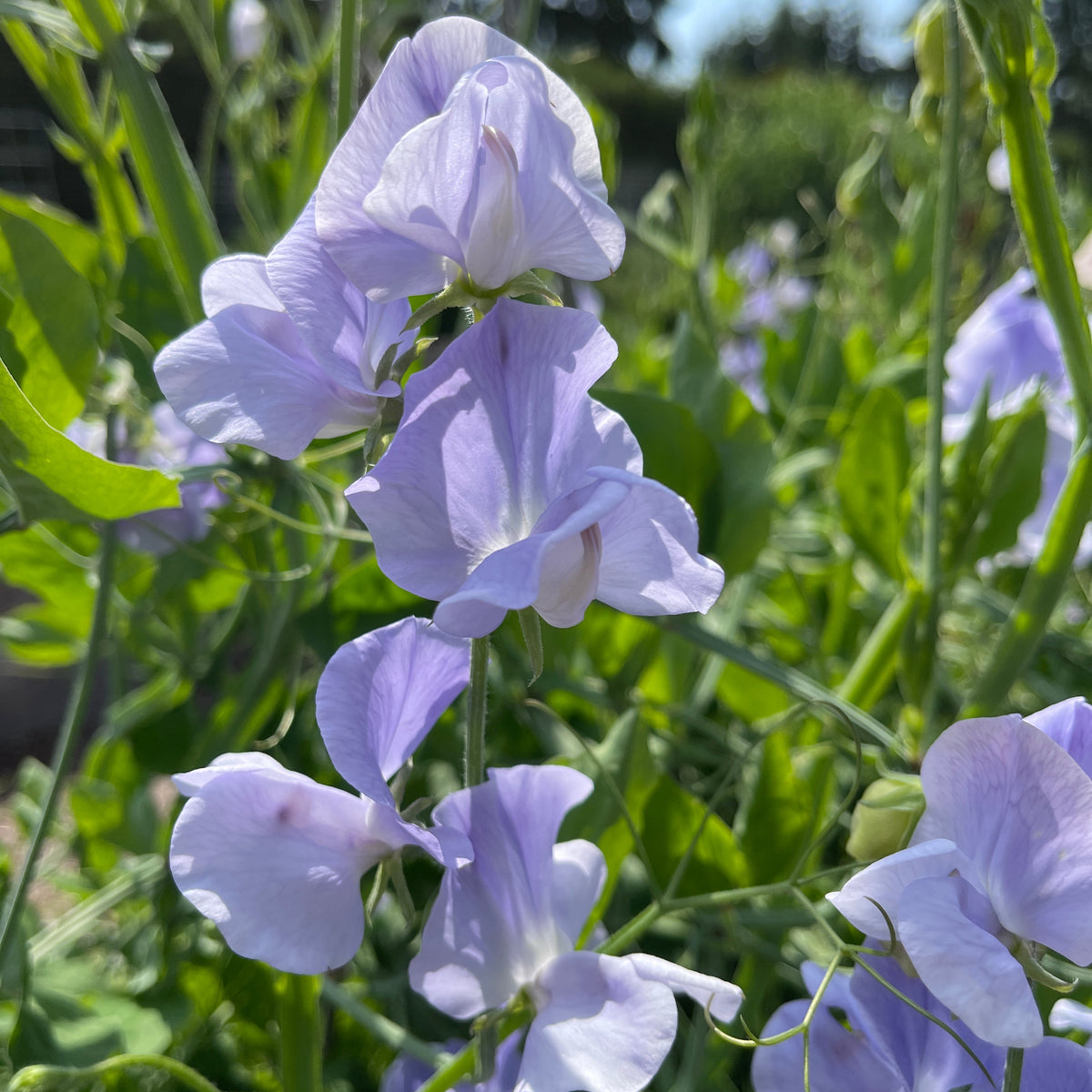 Chelsea Seeds Sweet Pea Seeds for Cut Flowers - Chelsea Centenary – Sugar Moon Gardens