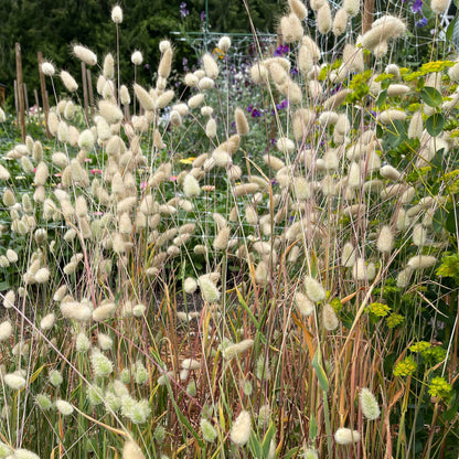 Grass Bunny Tails Grass - Sugar Moon Gardens