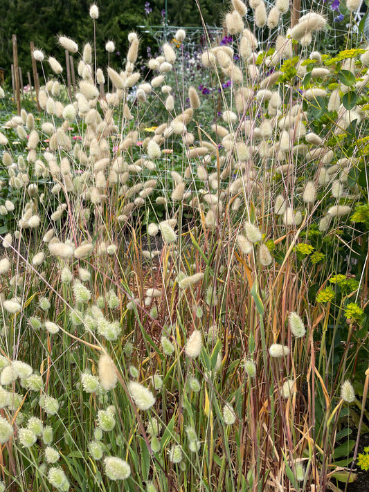 Seeds:‎ Grass - Bunny Tails - Sugar Moon Gardens