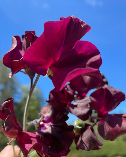 Sweet Pea Seeds: Windsor