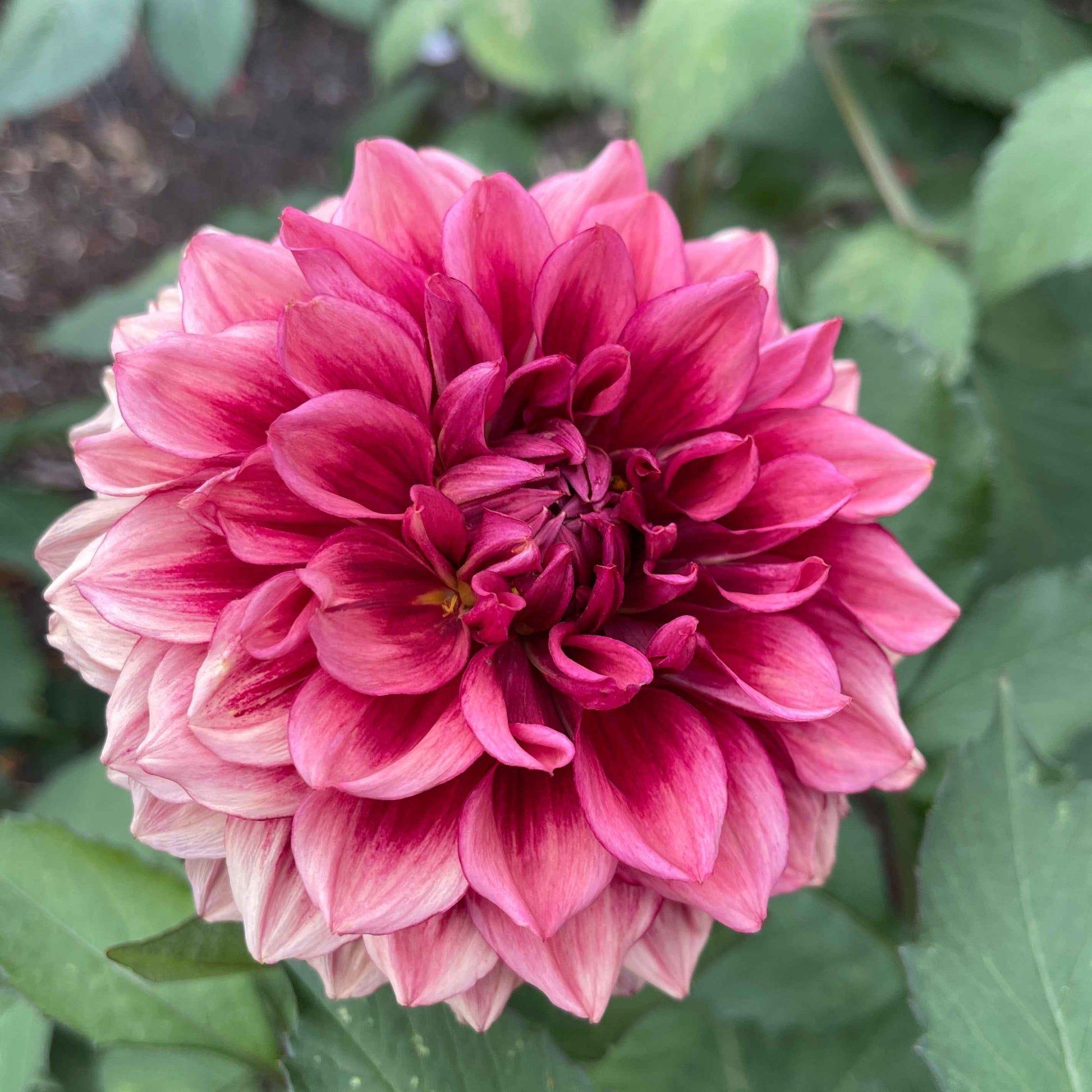Seeds: Dahlia Solos - Bloomquist York