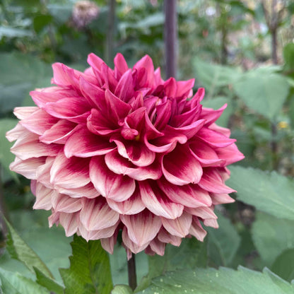 Seeds: Dahlia Solos - Bloomquist York