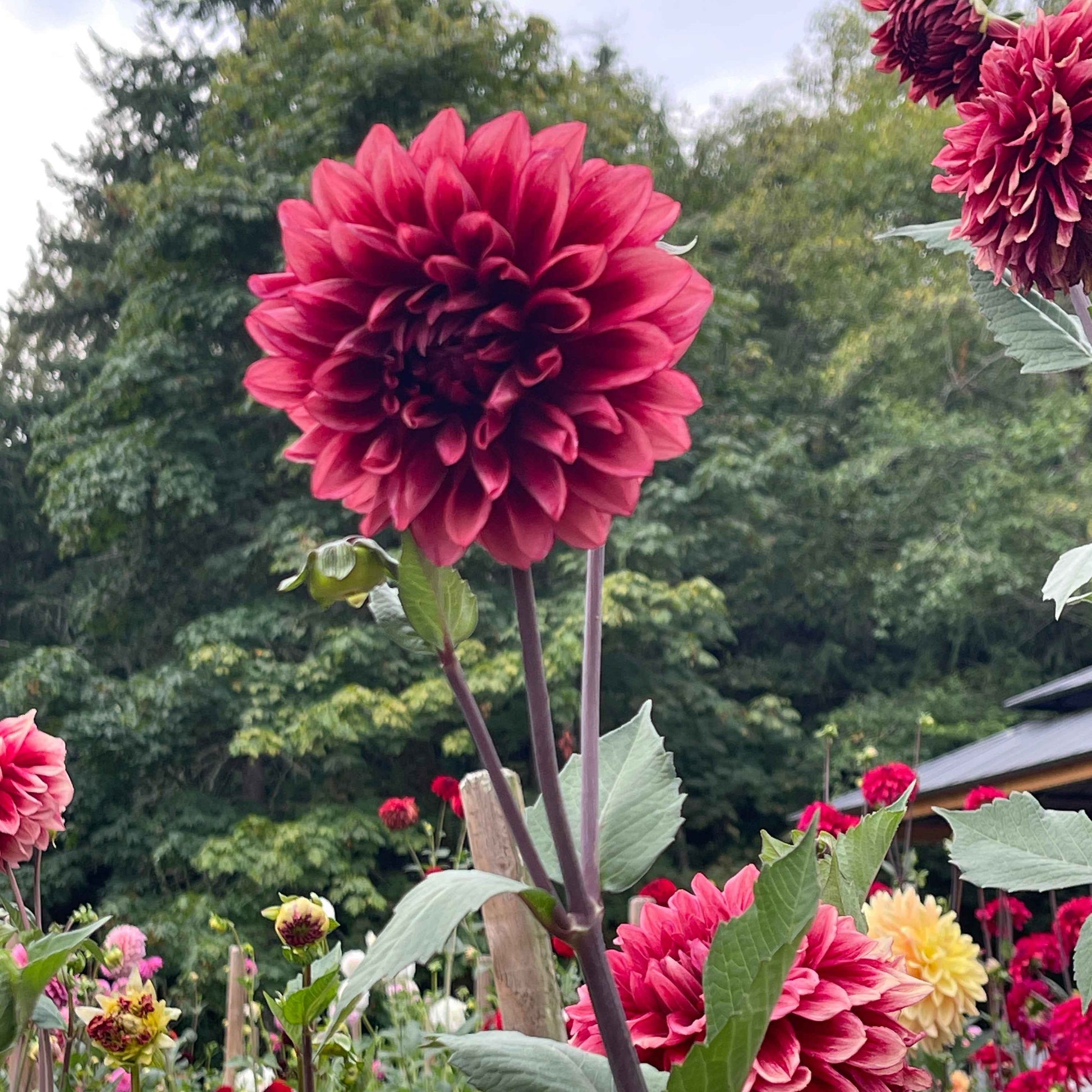 Seeds: Dahlia Solos - Bloomquist York