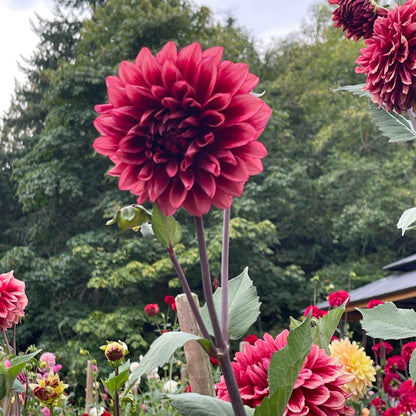Seeds: Dahlia Solos - Bloomquist York