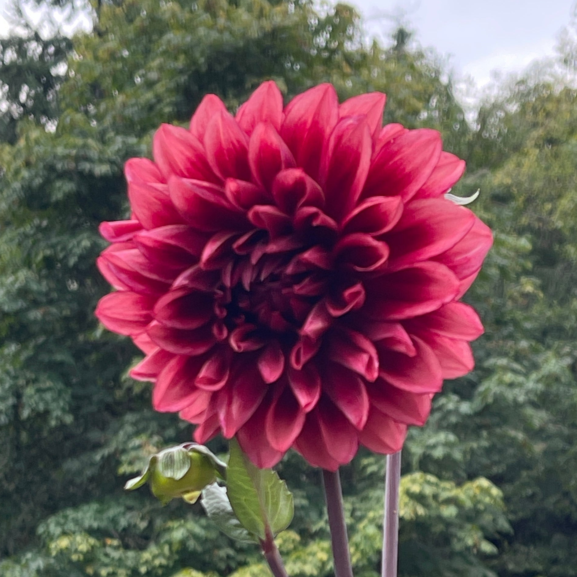 Seeds: Dahlia Mix - Bloomquist Varieites