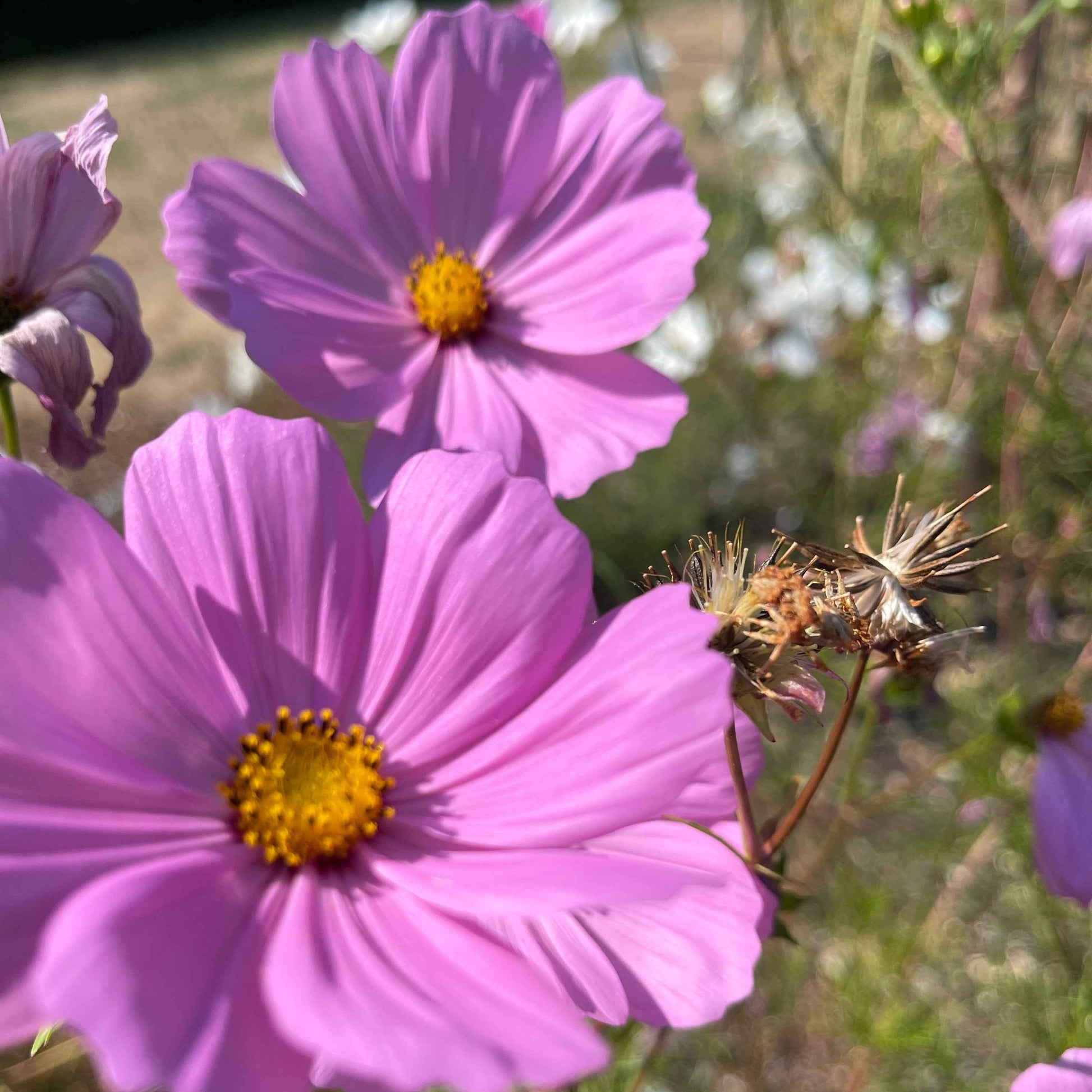 Seeds:‎ Cosmos - Sensation, Lavender Pink