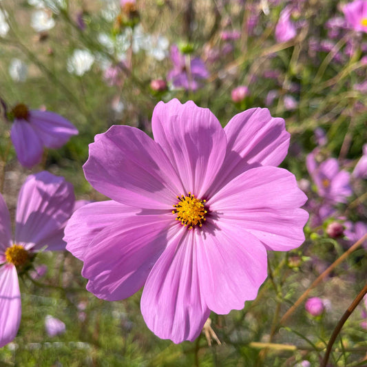 Seeds:‎ Cosmos - Sensation, Lavender Pink