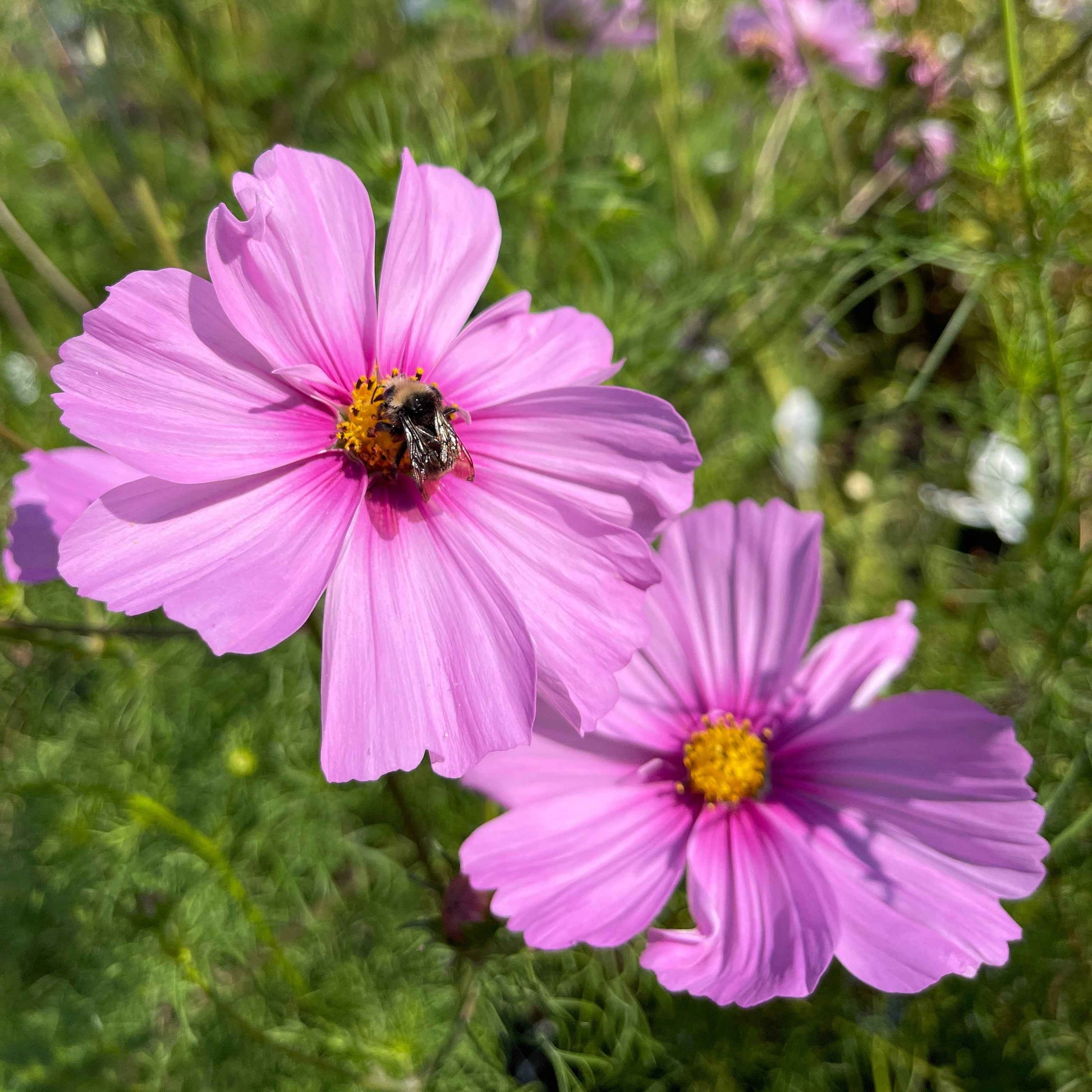 Seeds:‎ Cosmos - Sensation, Lavender Pink with Hot Pink Center