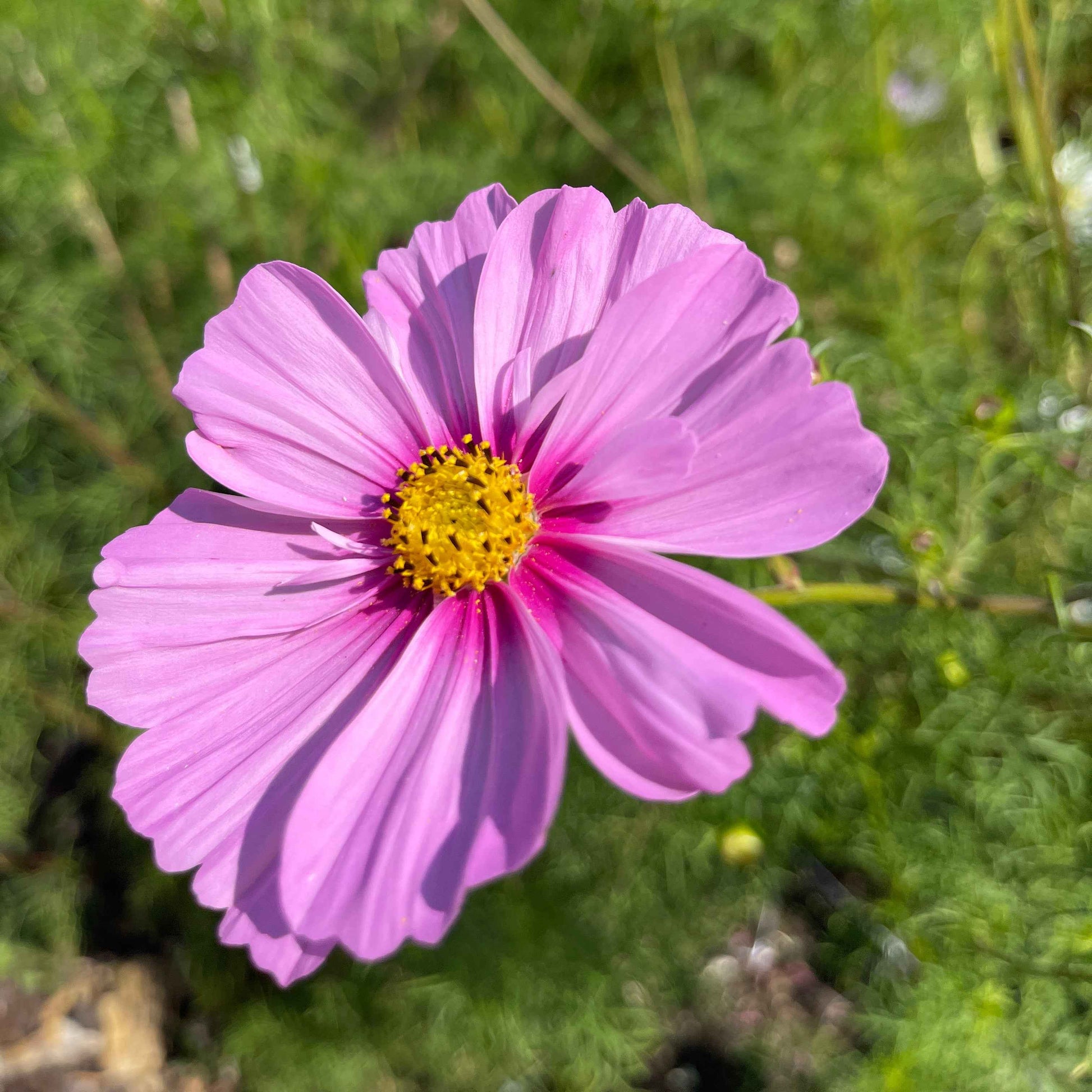 Seeds:‎ Cosmos - Sensation, Lavender Pink with Hot Pink Center