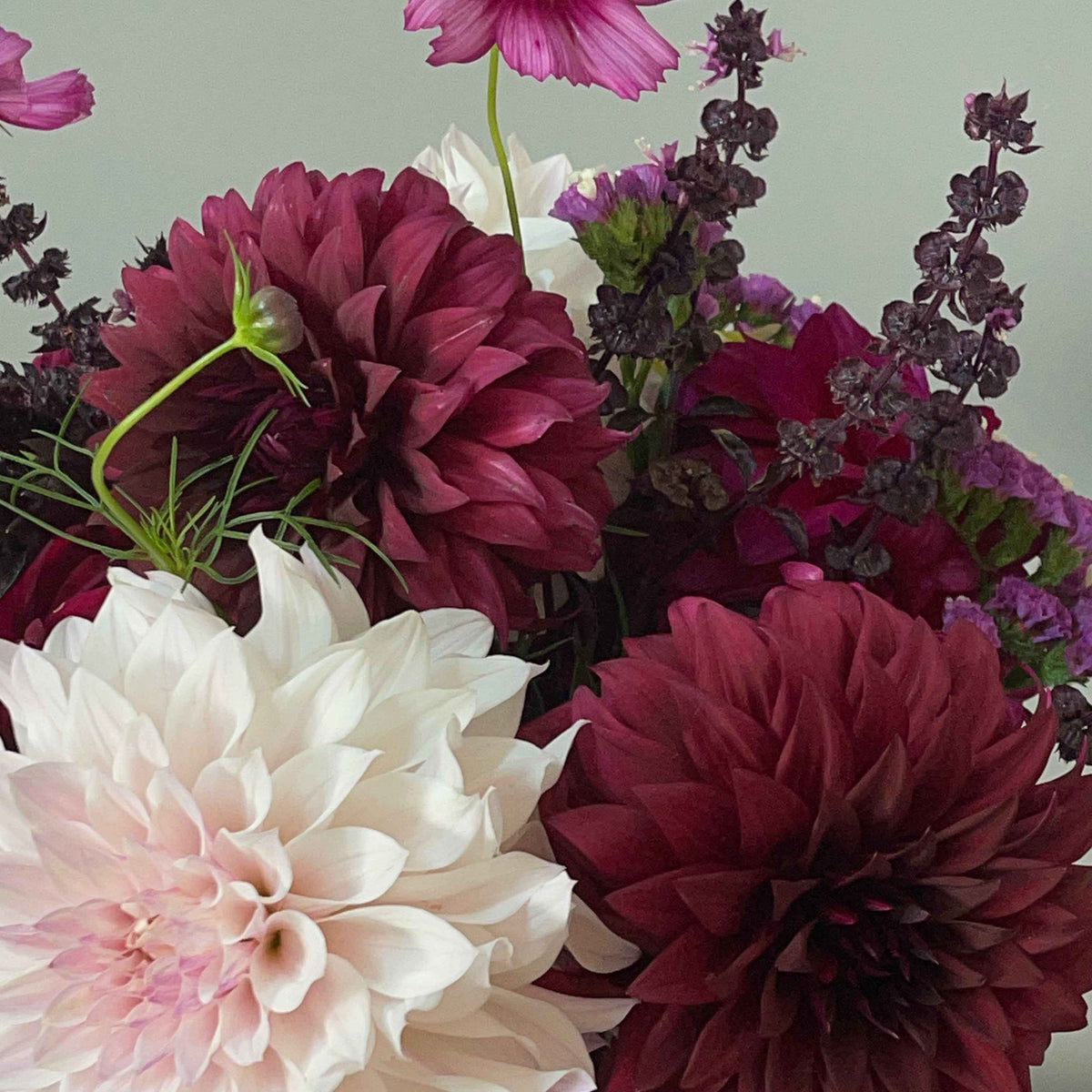 Purple Ruffels PREORDER: Plant: Purple Ruffles Basil - 6-pack for cut flowers – Sugar ...