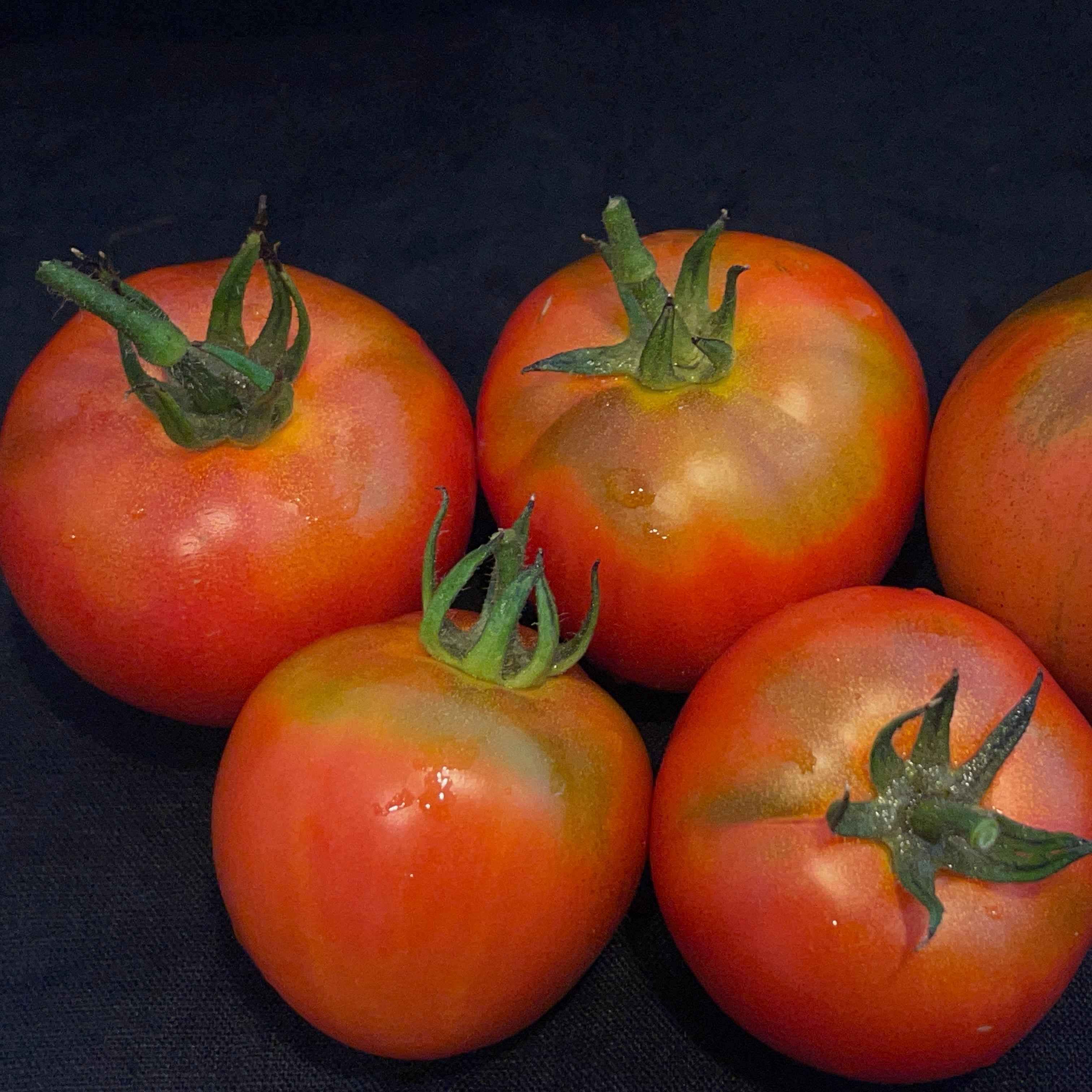Veg Plant: Tomato - Tried & True collection