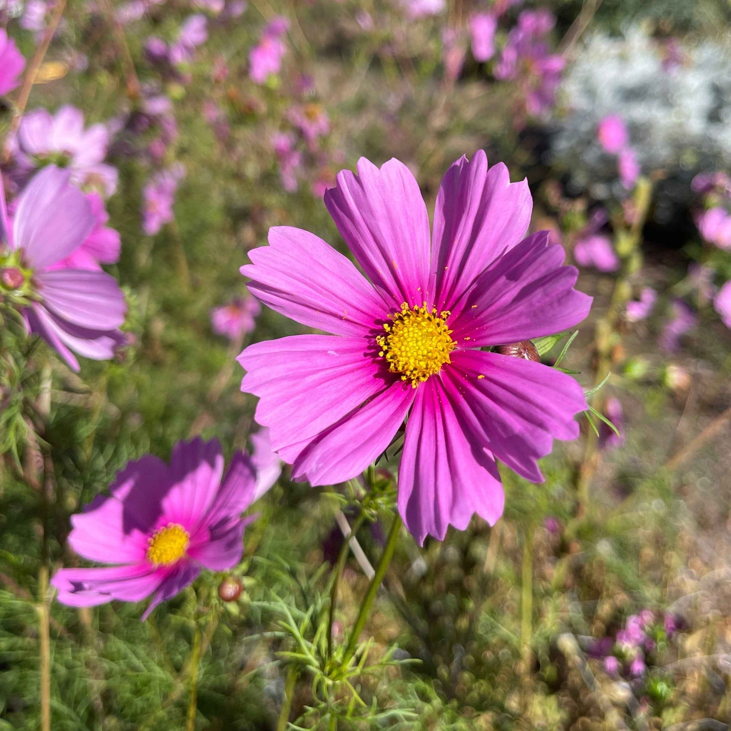 Seeds:‎ Cosmos - Sensation, Lavender Pink with Hot Pink Center