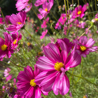 Seeds:‎ Cosmos - Sensation, Magenta with White Stripes