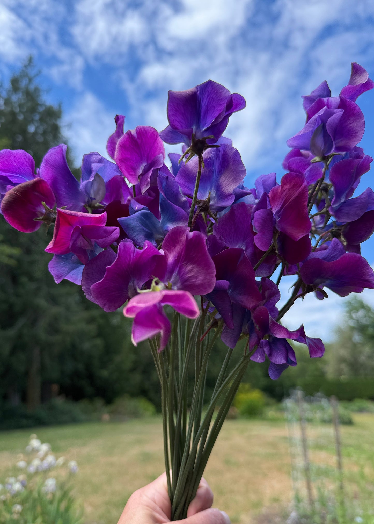 Sweet Pea Seeds: Blue Shift - Sugar Moon Gardens