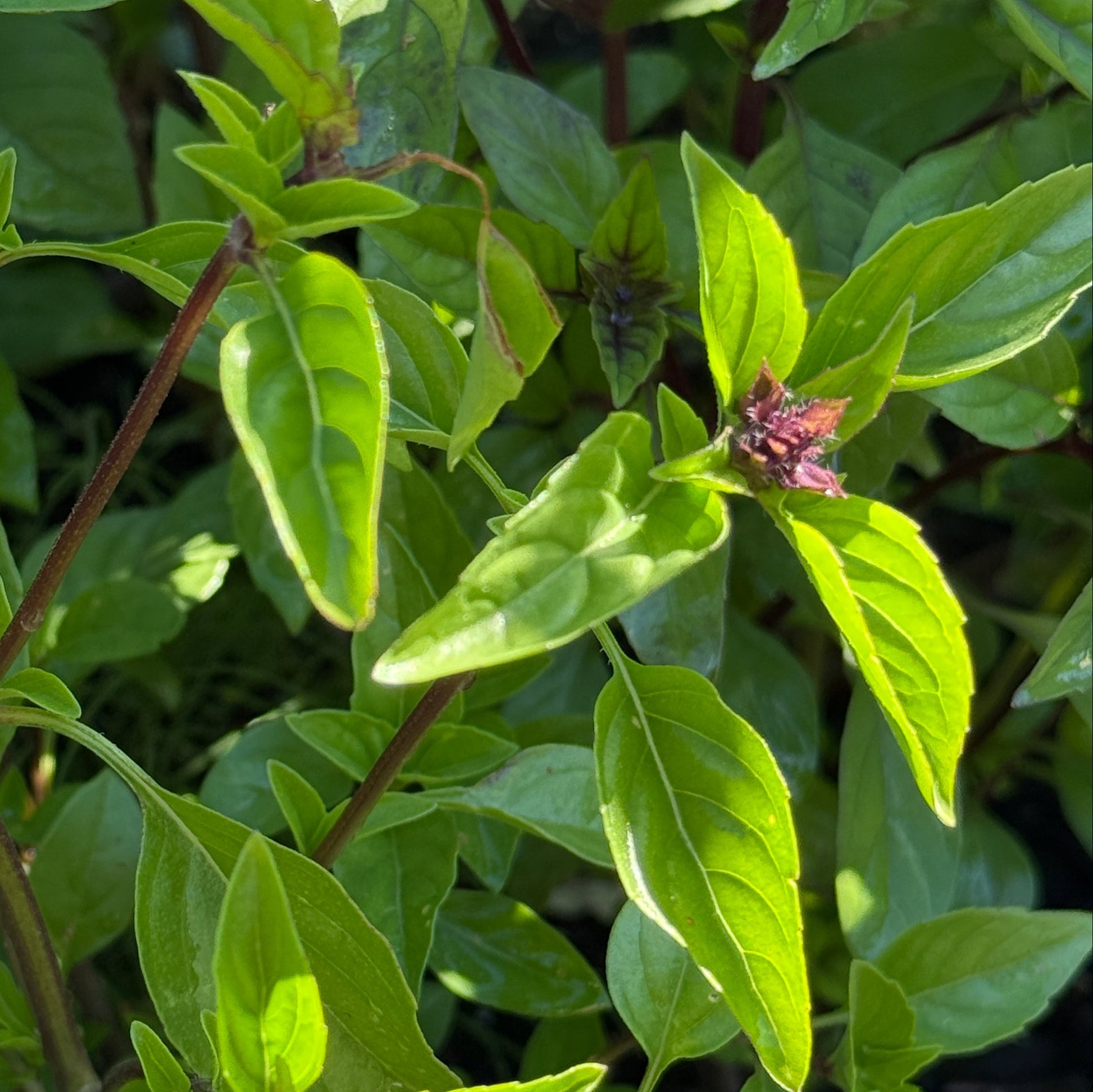 Cinnamon Basil - Sugar Moon Gardens
