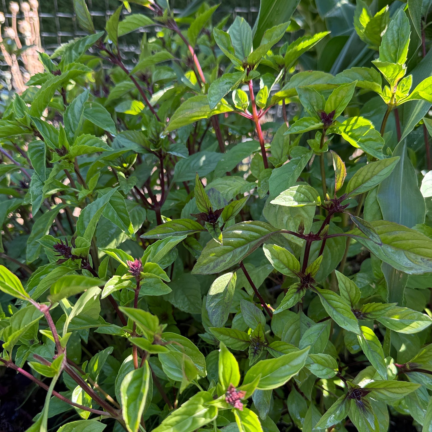 Cinnamon Basil - Sugar Moon Gardens