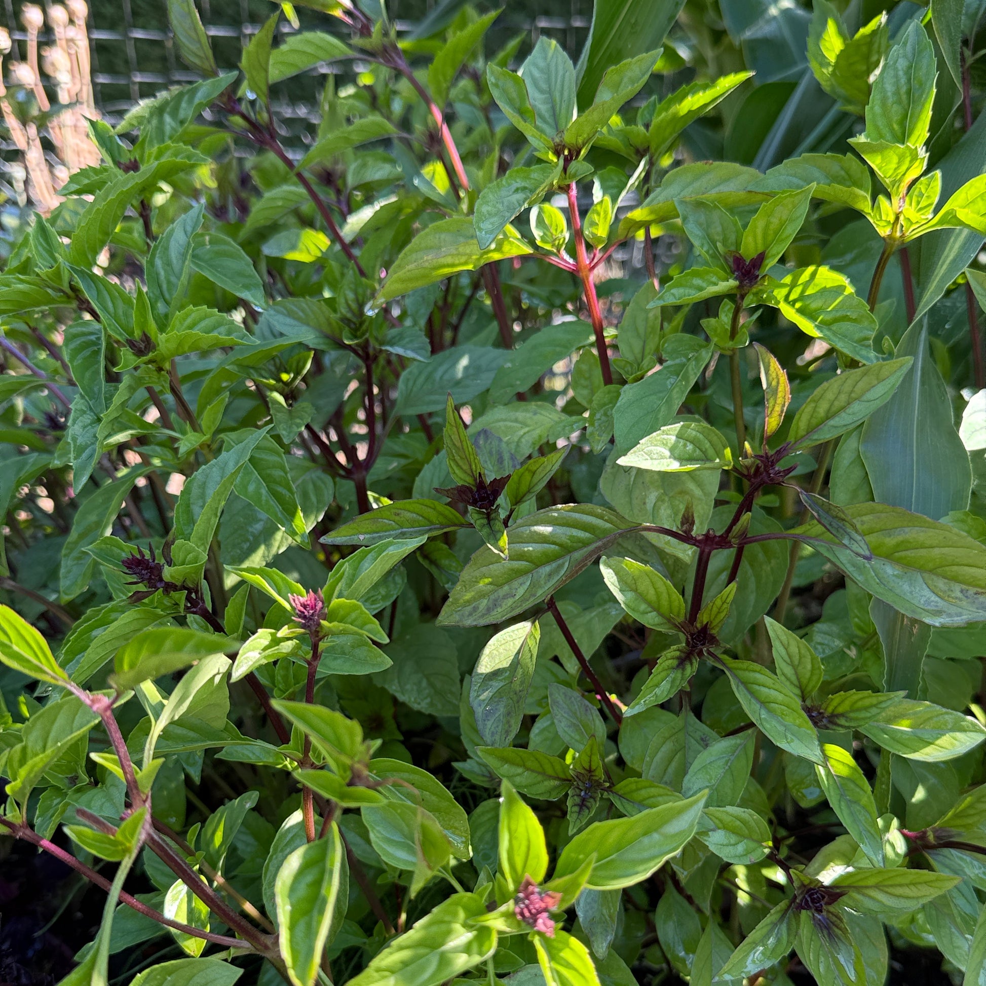 Cinnamon Basil - Sugar Moon Gardens