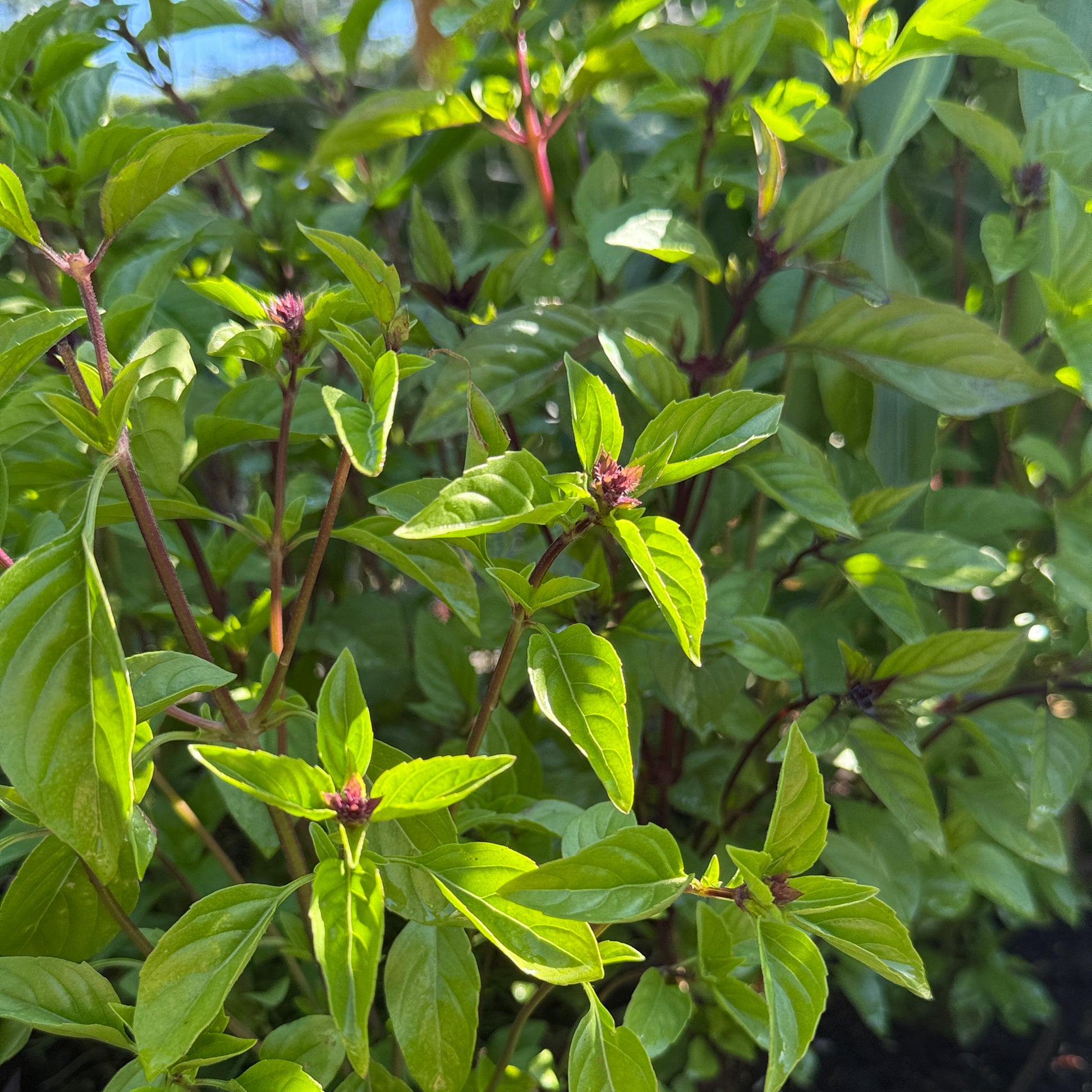 Cinnamon Basil - Sugar Moon Gardens