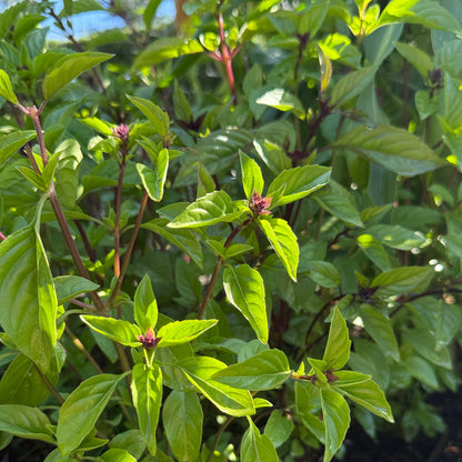 Cinnamon Basil - Sugar Moon Gardens