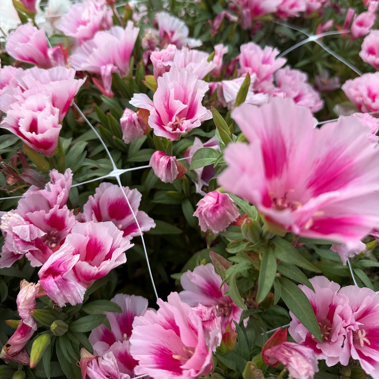 Godetia Grace Rose Pink - Sugar Moon Gardens