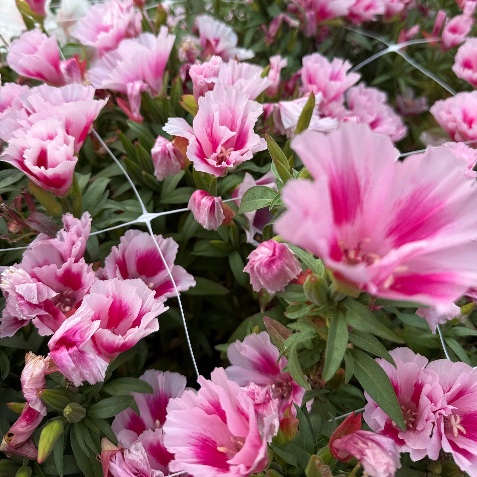 Godetia Grace Rose Pink - Sugar Moon Gardens