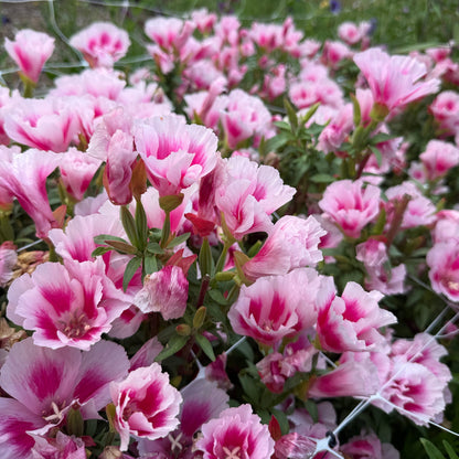 Godetia Grace Rose Pink - Sugar Moon Gardens