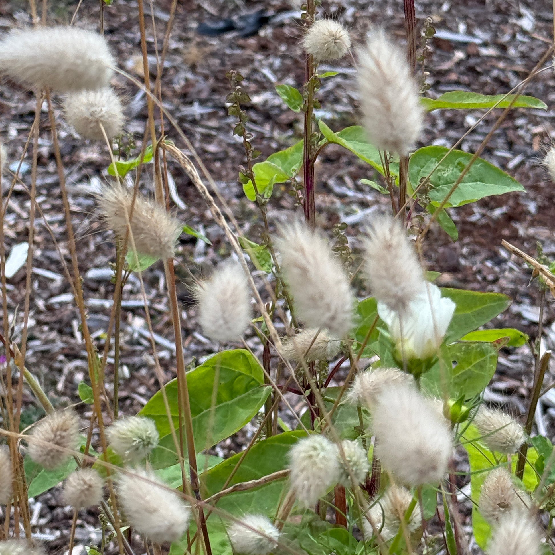 Grass Bunny Tails Grass - Sugar Moon Gardens